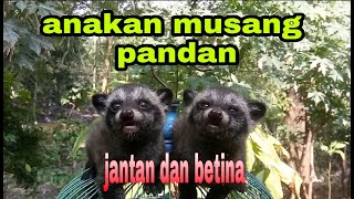 Cara Membedakan Anakan Musang Pandan Jantan Dan Betina