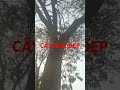 CÂY BAN ĐẸP #duy  tây bắc