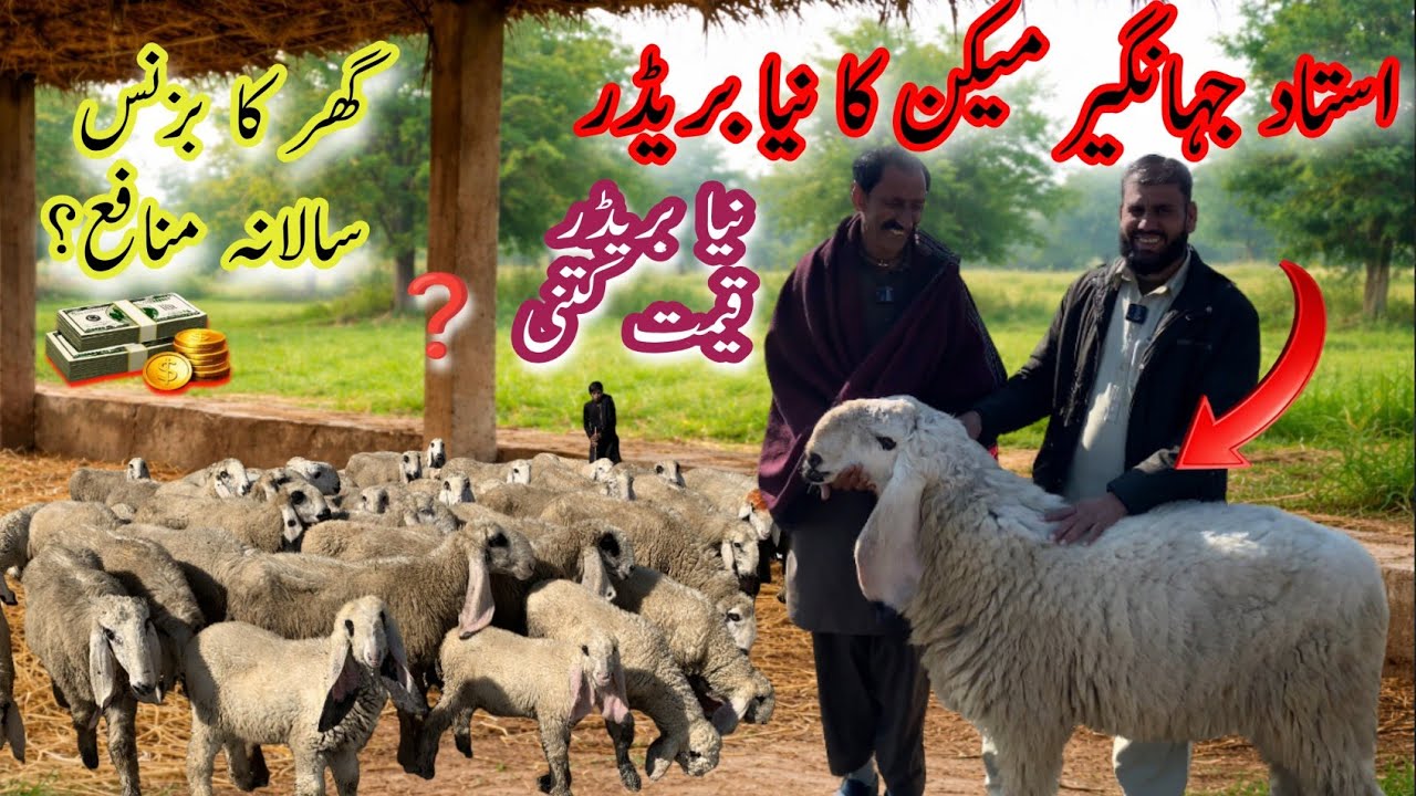 Ustad Jahangir Maken ka Naya Sheep Breeder #farming #farmingpakistan 
