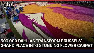 Brussels Flower Carpet 2026: 500,000 Heat-Resistant Dahlias Unveiled | AL13