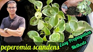 peperomia scandens, peperomia scandens plant care,peperomia cupid, peperomia scandens light ,