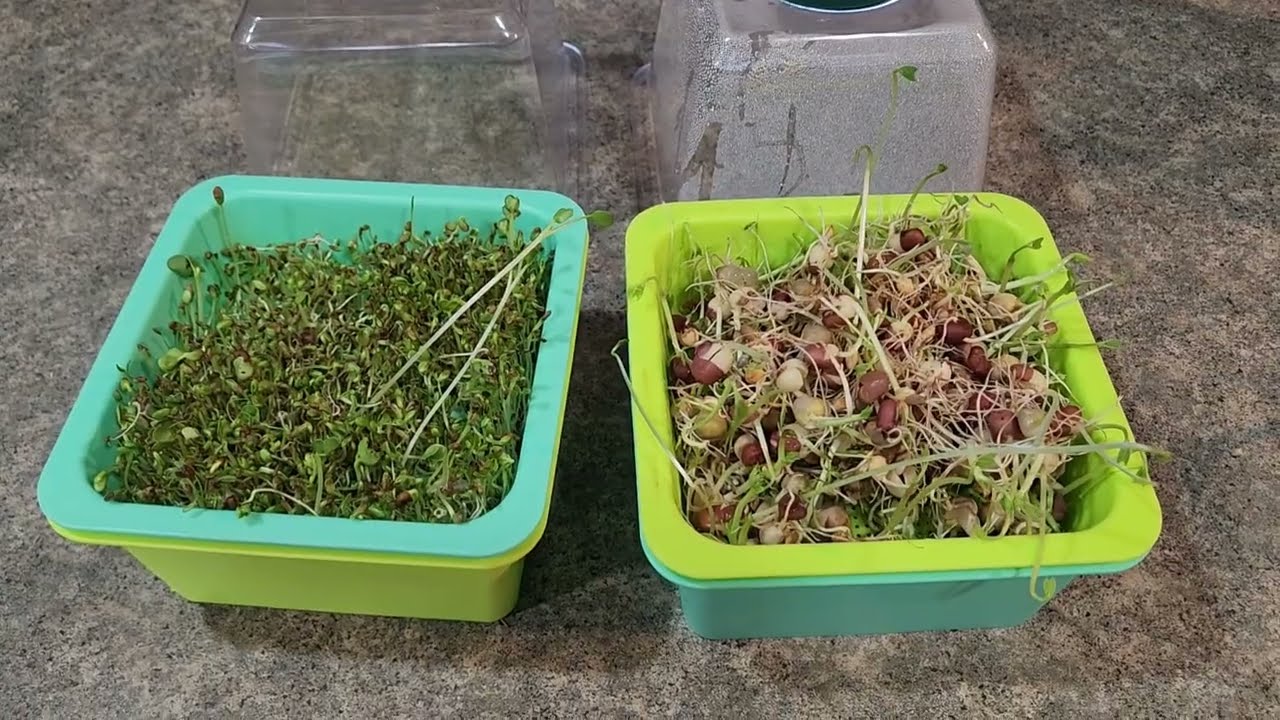 Growing Sprouts or Microgreens | Salad Mix Sprouts | Bean Sprouts | Amazon Review