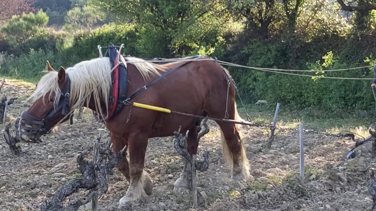 Le labour de la vigne à Cheval au domaine Juliette AVRIL