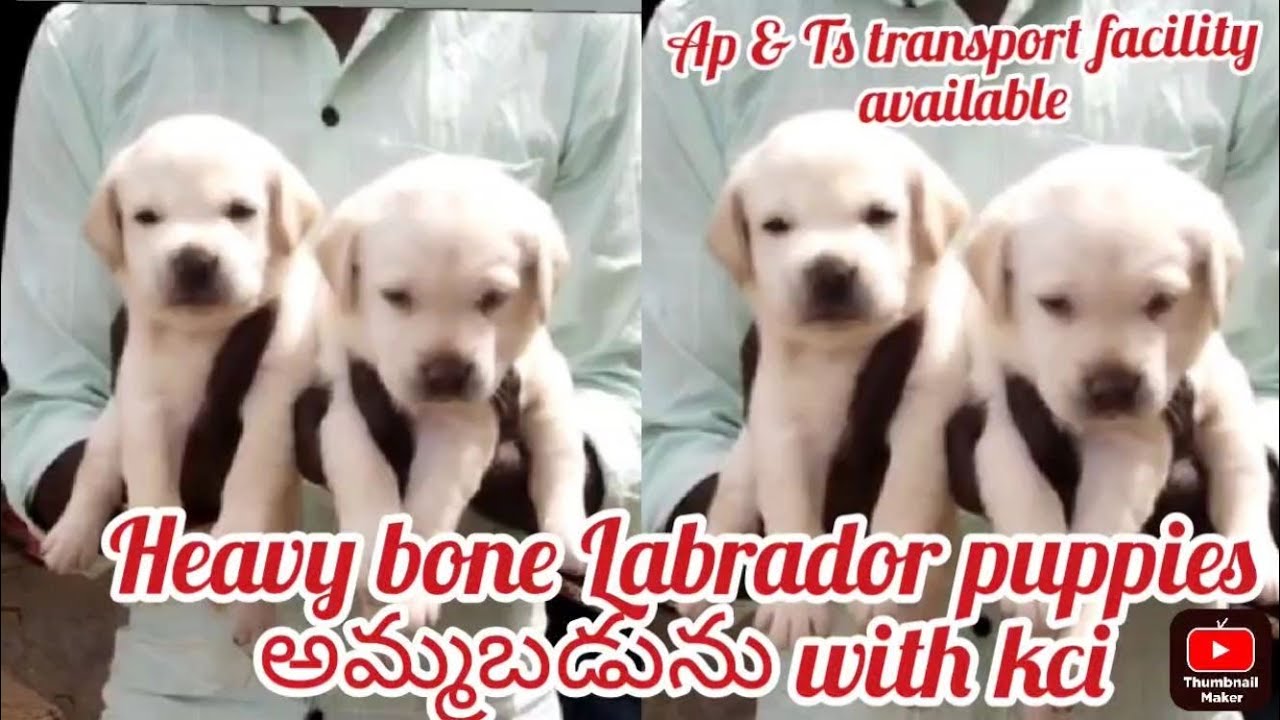 Labrador puppies for sale6302529656ongole dog market in ongole YouTube