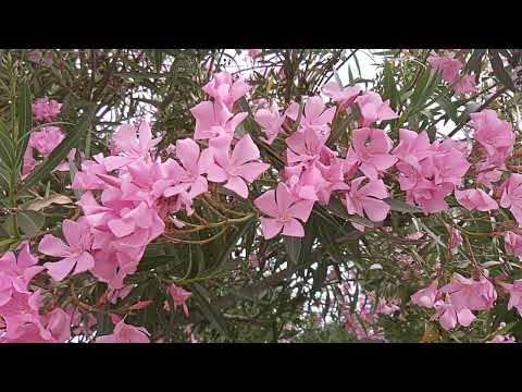 Video: Oleander është një lule në shtëpinë tuaj