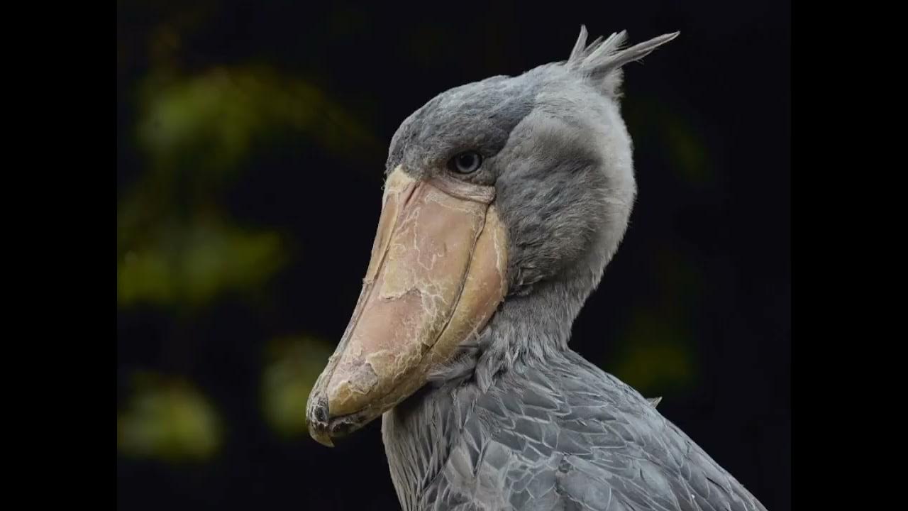 Shoebill storks sound effect|The Prehistoric bird - YouTube