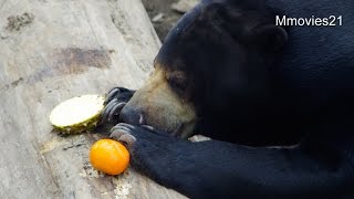 鶏頭水煮に恐る恐る・・？ウメキチ〜Malayan Sun Bear