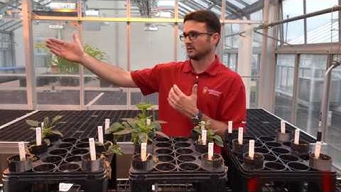 Palmer amaranth and Herbicide Resistance, detected in Wisconsin