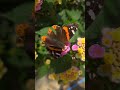 Red Admiral Butterfly on Lantana Flowers