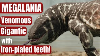 Megalania The Real Story