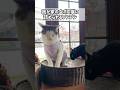女ボス猫にガン詰めされて動けなくなるオス猫