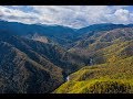 Бактериальная водянка кедра на Хамар-Дабане, 2019 г.