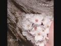 しらいみちよ『ただいま』試聴 (アルバム『言葉を風に』より)
