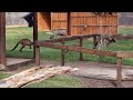 2025 4 6 Wallaby 2025 4 6 Wallaby