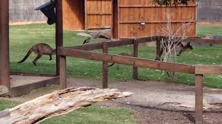 2025-4-6 - Wallaby