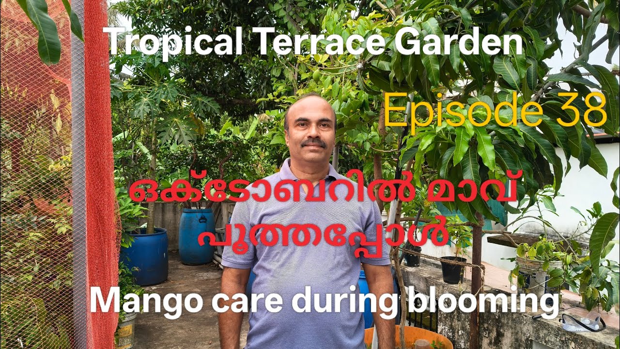 Episode 38 | ഒക്ടോബറിൽ മാവ് പൂത്തപ്പോൾ | Mango care during blooming 