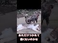 鳥に啄まれる猫 #猫