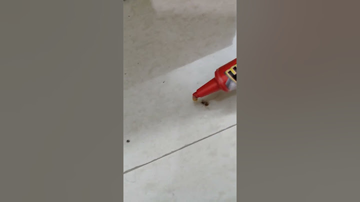 Trying to Feed Hit Anti Roach Gel to Cockroach