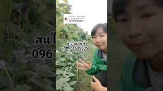 ถั่วพุ่ม