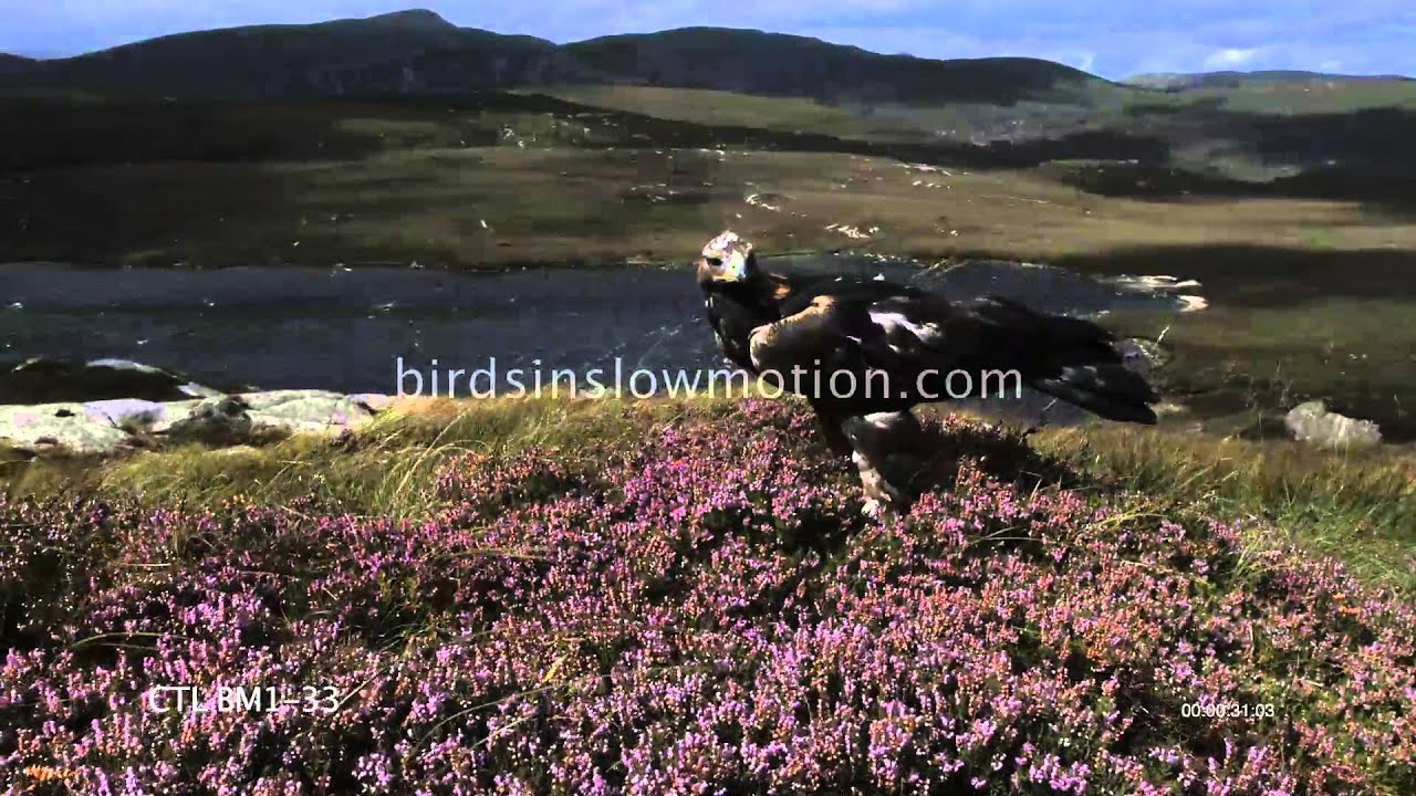 Golden Eagle Landing Slow Motion Shot On Phantom Hd Gold 3 Shots