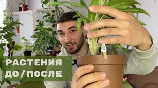 Обзор моя коллекция комнатных растений спустя год. Празднуем год каналу🌱