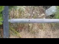 Rattlesnake on Mission Trails, Santee, California. Встреча с гремучей змеей.