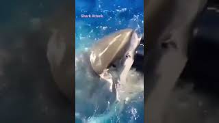 Shark Attacks #short #shorts #shortsvideo #shark #sharktank #sharkattack #bigshark