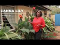 Canna Lily Care - Tips On How To Increase Your Blooms And Storing During Winter Months