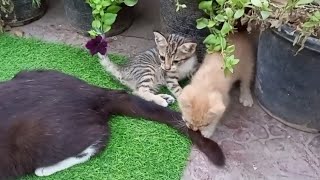 Joyful Moments: A Mom Cat and Her Four Playful Kittens Enjoying Yard Time'