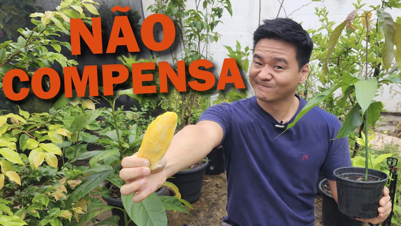 Muitas vezes NÃO COMPENSA plantar sementes de frutas