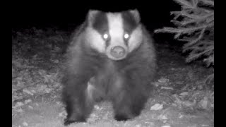 Nose to the ground - European badgers on a forest mission | Wild life | Trail camera | by Nature At My Doorstep 336 views 4 months ago 3 minutes, 1 second