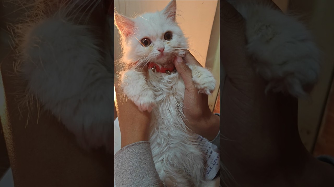 Kya Billi ka bachchon ke sath sona khatarnak hai ?