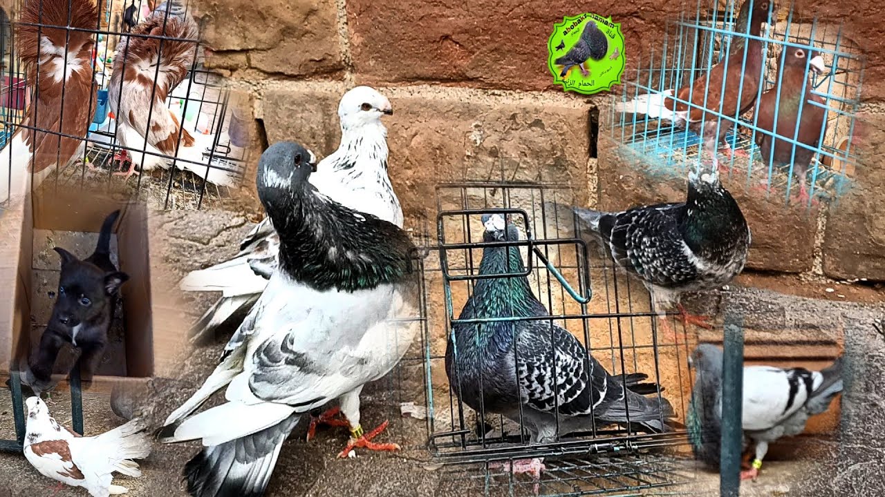 سوق الحمام وطويور في تطوان يوم الأحد تحياتي للجميع