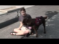 Dog Days at LLBean Autism Assistance Dog Demonstration