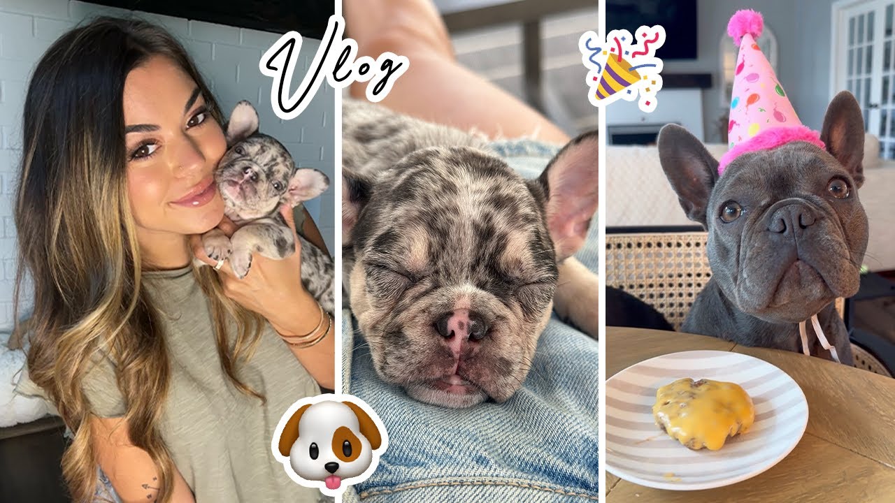 Vlog | My Puppy Comes Home, Mochis 1st Birthday!
