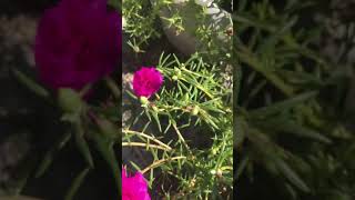 Cây Hoa Mười Giờ Ngũ Sắc • Sắc hoa rực rỡ – Dễ trồng như cỏ dại