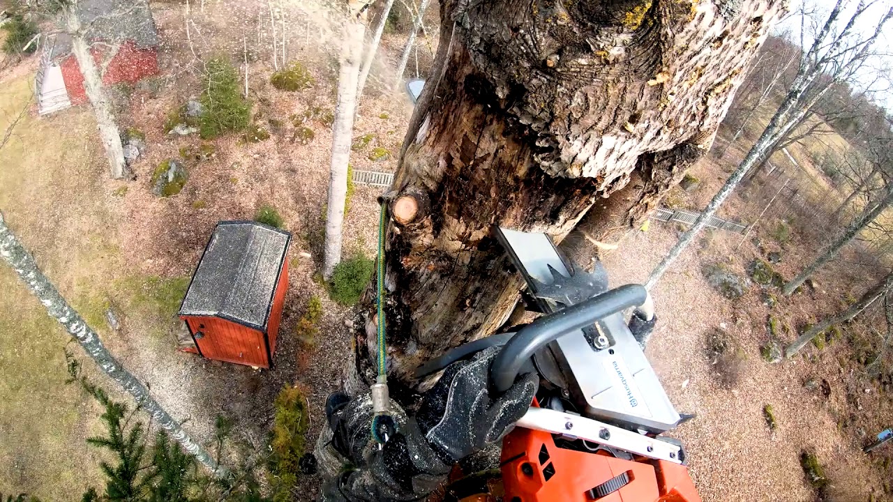 FAIL! Dropped Husqvarna 572XP from a tree! - YouTube