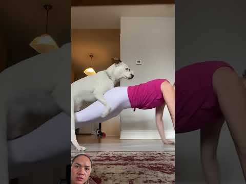 #dog #cat #funny #retreiver #pets #shorts #shortvideo #animals #goldenretreiver #comedy #fyp thumbnail