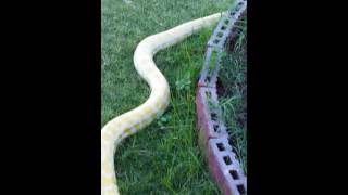 Burmese python enjoying being outside.
