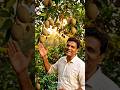 Indian Farmer With Giant Black Sapote Fruit 🍈 Amazing Exotic Fruit Garden Shorts Video#BlackSapote..