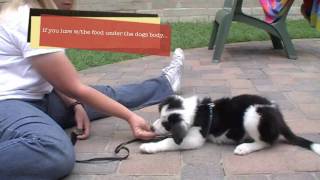 Puppy Clicker Training: Sit, down, and stand