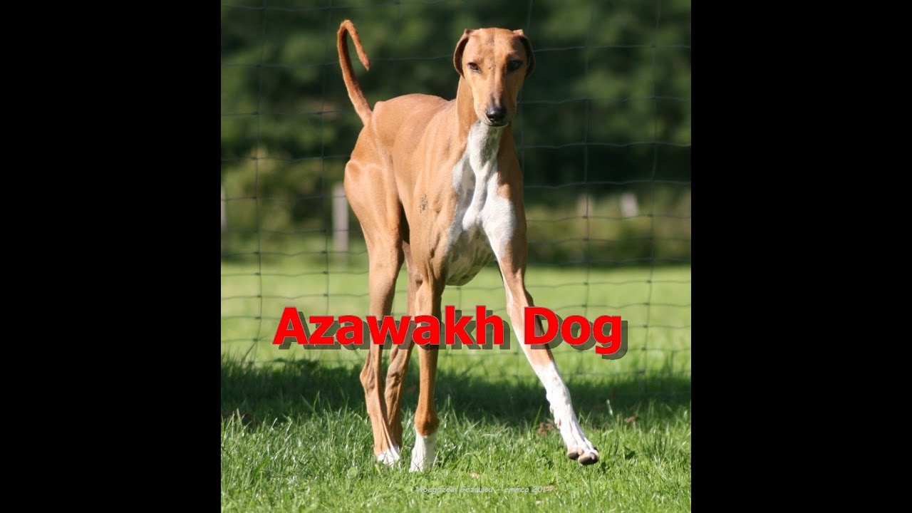 Breed Dog Azawakh You Breed Dog Azawakh You