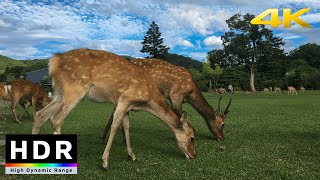 【4K HDR】Walk in Nara Park with Deer (奈良散歩) - Summer 2020