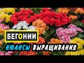 БЕГОНИИ-ампельные и вечноцветущие, из семян, клубнелуковиц и черенков