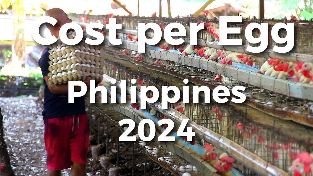 Cost to produce an Egg in the Phil. 2024