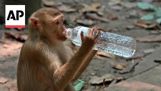 Cambodia is investigating YouTubers' abuse of monkeys at Angkor UNESCO site