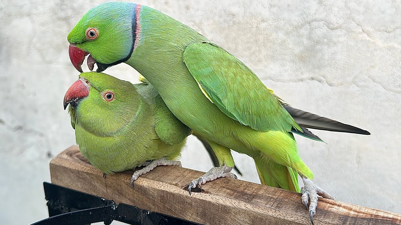 Golu Molu Non-Stop Talking Video 