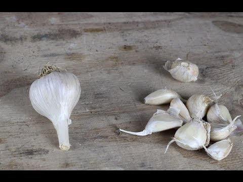 Garlic Guide - The Best Garlic Varieties To Grow