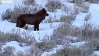 National Geographic  Восхождение чёрного волка
