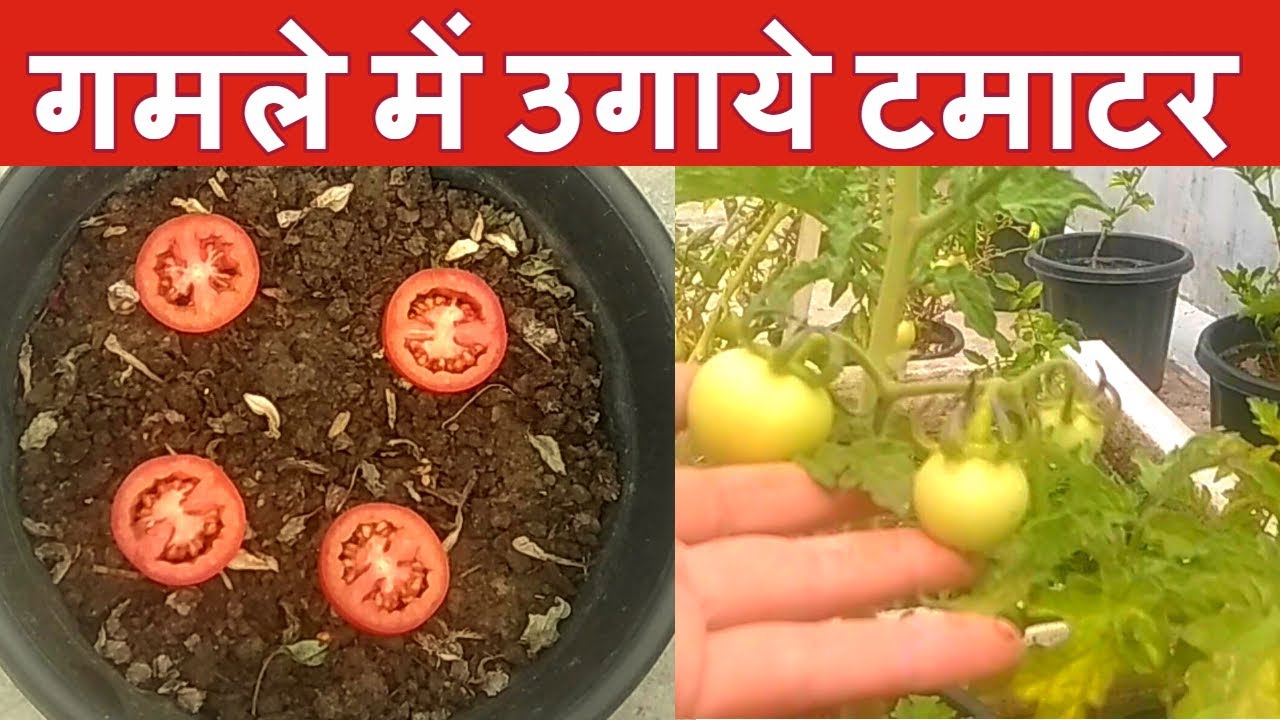 How to Grow Tomato in Pot A Complete Guide / गमले में टमाटर कैसे